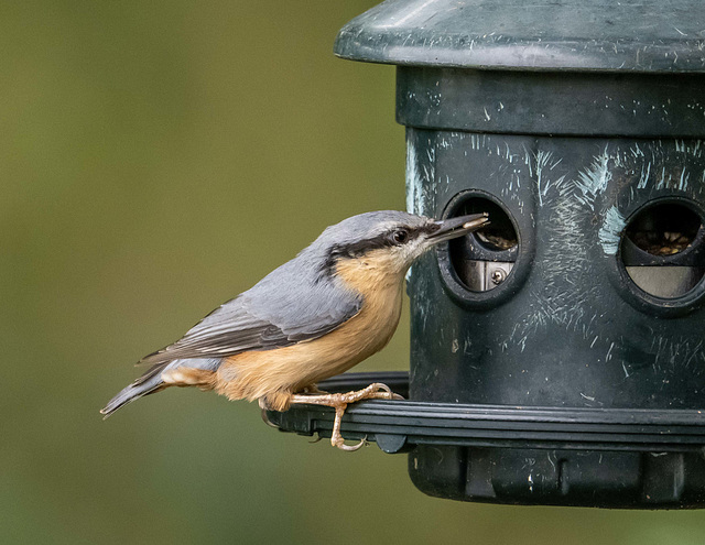 Nuthatch