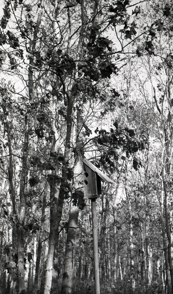 Bird house
