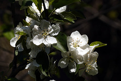 apple blossoms