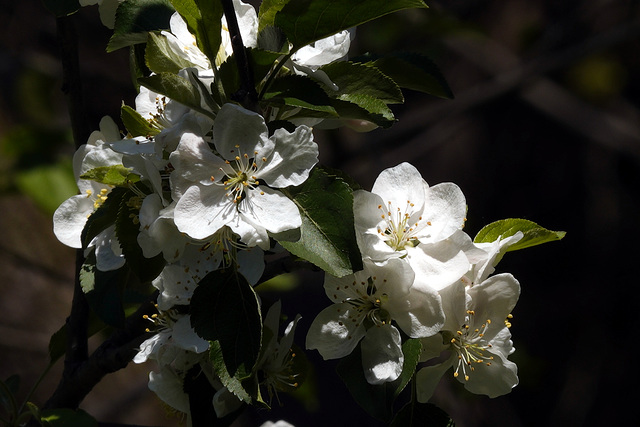 apple blossoms