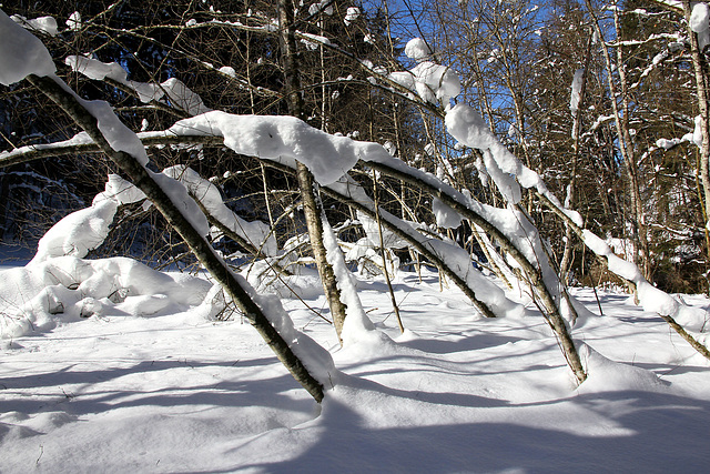 Winterwelt im Eistobel