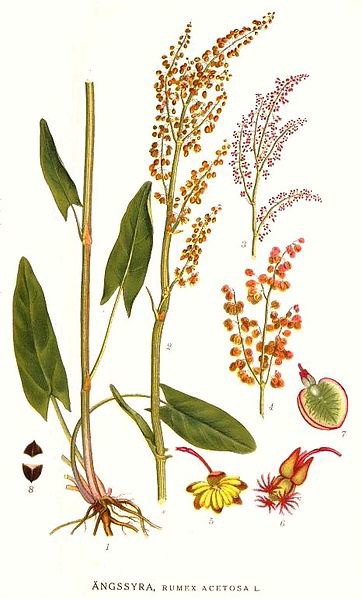 362px-359 Rumex acetosa