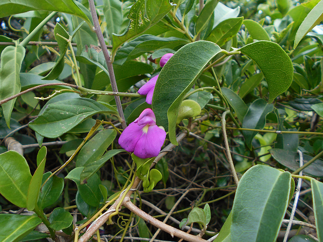 DSCN1445 - canavalia ou feijão-de-porco Canavalia rosea, Fabaceae Faboideae