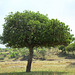 Tarangire, The Sausage Tree