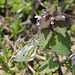 Cabbage White