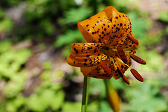 Lilium pardalinum, Sequoia National Park USA L1020141