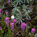 Magenta Paintbrush