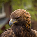 Chester cathedral falconry18