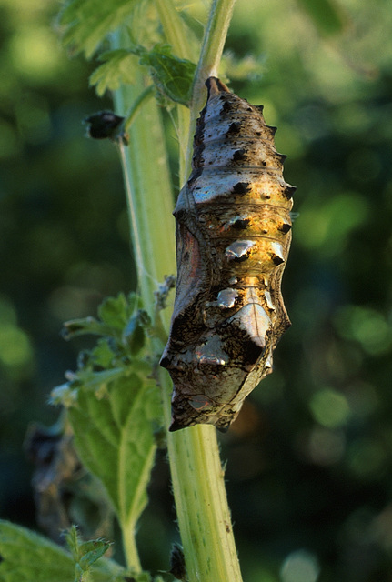 Vanessa itea (Nymphalidae) chrysalis