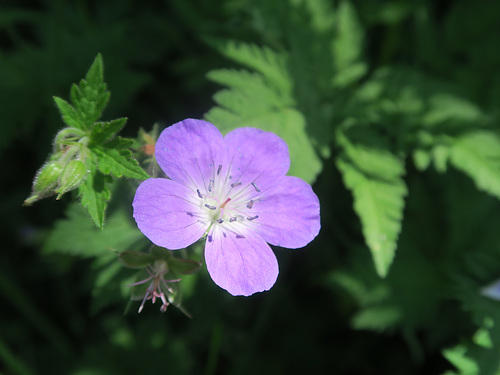 Géranium des bois = Geranium sylvaticum, Géraniacées. Dans la forêt des Suets, Samoëns (Haute-Savoie, France)