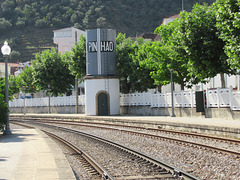 Pinhão