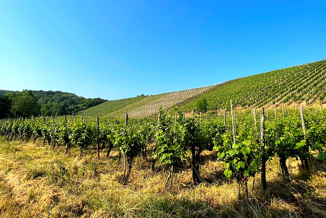 Weinberge bei Bachem