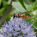 20230722 2838CPw [D~LIP] Mannstreu, Hainschwebfliege, BS