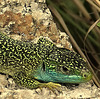 LACERTA BILINEATA