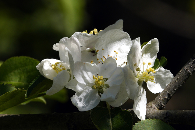 apple blossoms
