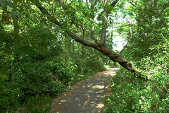 Chemin forestier