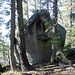 Erratic in the Forest