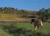 Fränkischer Herbst