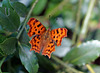 Polygonia c-album