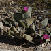 Beavertail Pricklypear