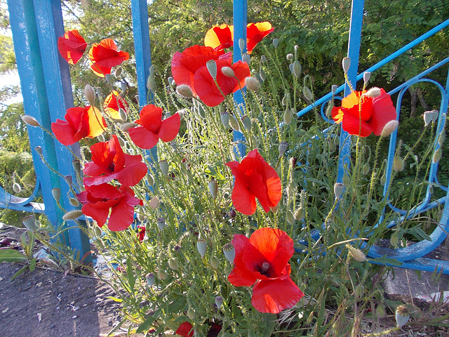 coquelicots sur le pont de Thoissey 1