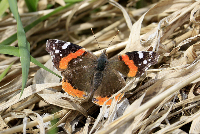 Red Admiral