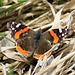 Red Admiral