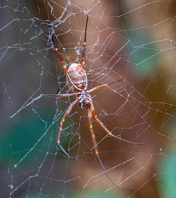 Australian orb weaver spider