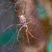 Australian orb weaver spider