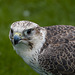 Chester cathedral falconry23