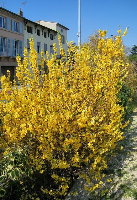 Forsythia