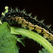 Vanessa itea (Nymphalidae) larva