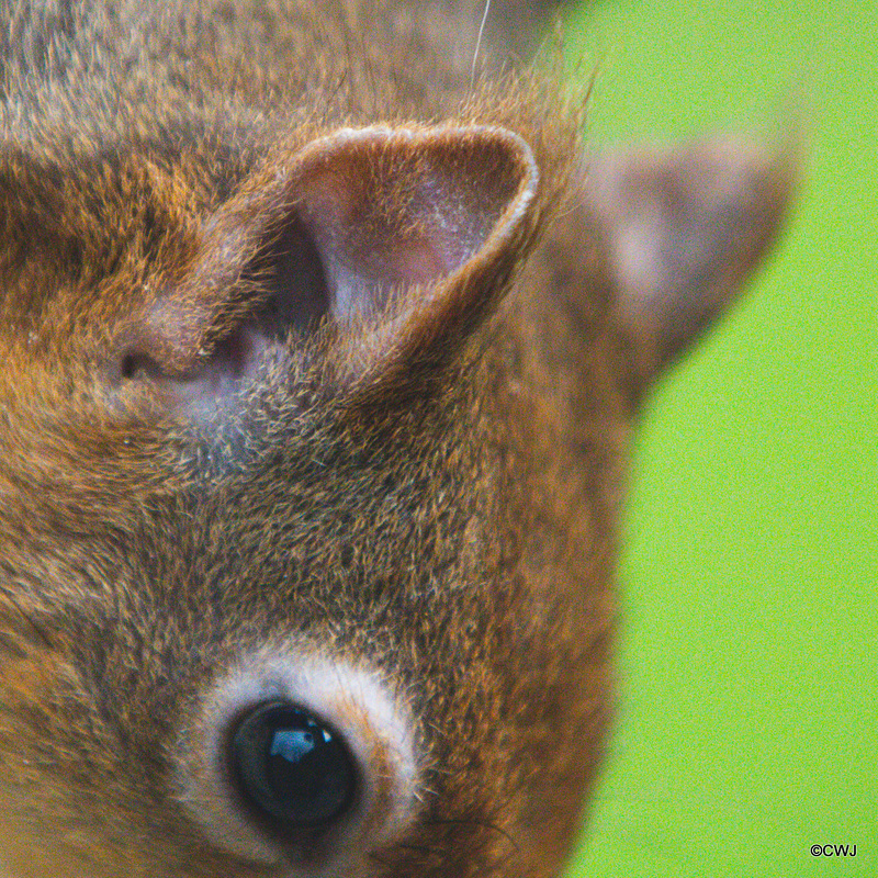 Red Squirrel - detail