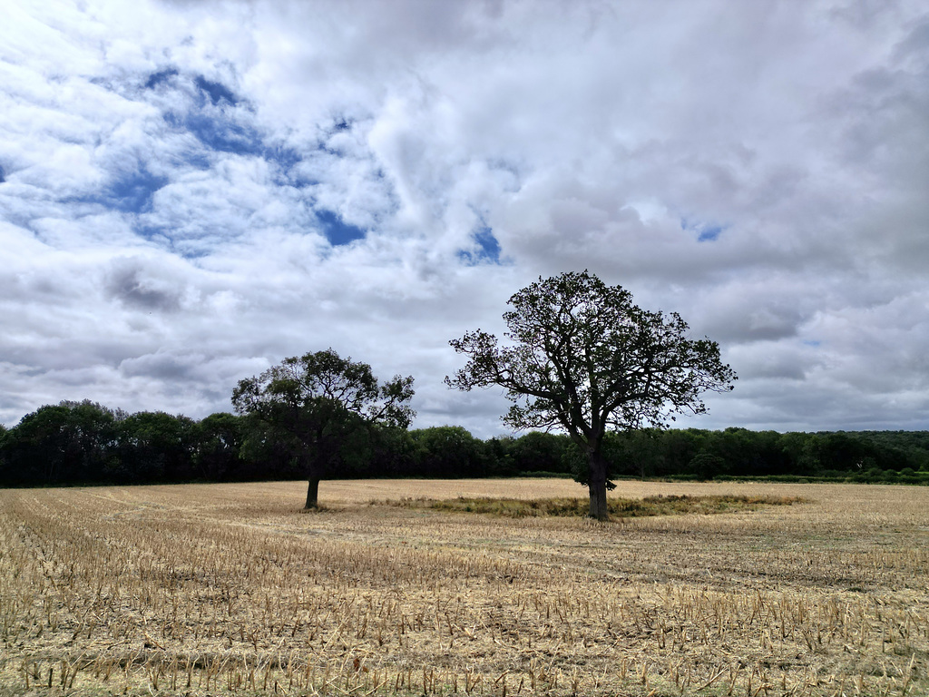 August trees