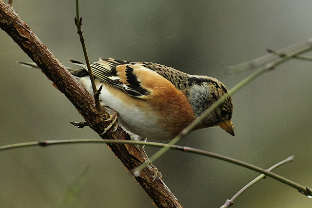 Fringilla montifringilla