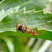 20230722 2844CPw [D~LIP] Mannstreu, Hainschwebfliege, BS