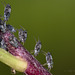 Aphids tapped into a stem