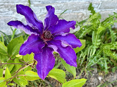 Clematis-Blüte