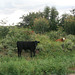 IMG 7226