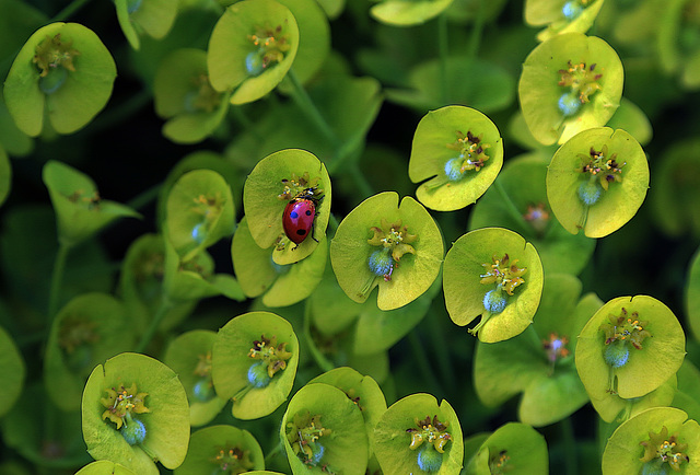 Une coccinelle s'est glissée dans cette image , sauras-tu la retrouver