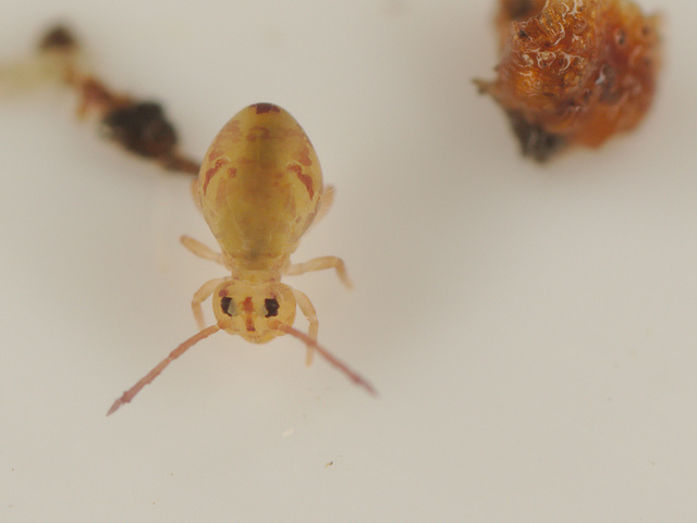 EF7A9805Springtail