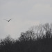 Great Blue Herons