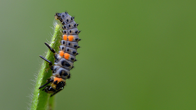 Larve de Coccinelle 7 points