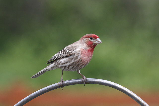 House Finch