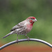 House Finch