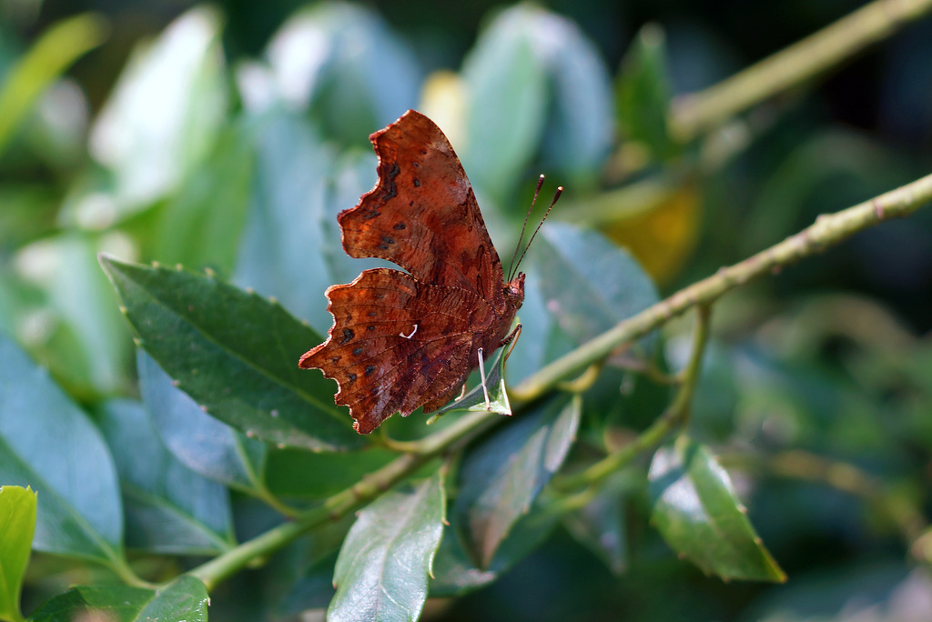 Polygonia c-album