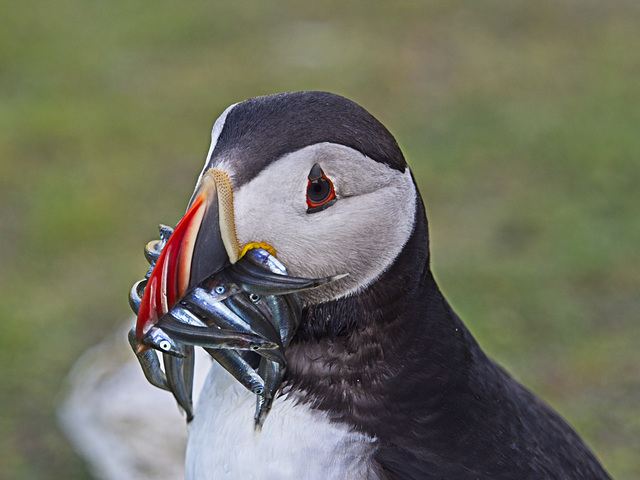 Puffin with Sand Eels