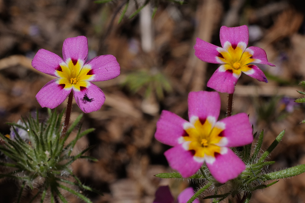 Linanthus montanus, Sequoia National Park USA