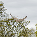 Chester cathedral falconry24