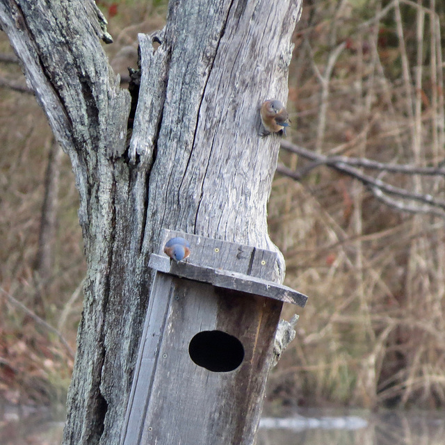 Eastern bluebirds on "duck" house